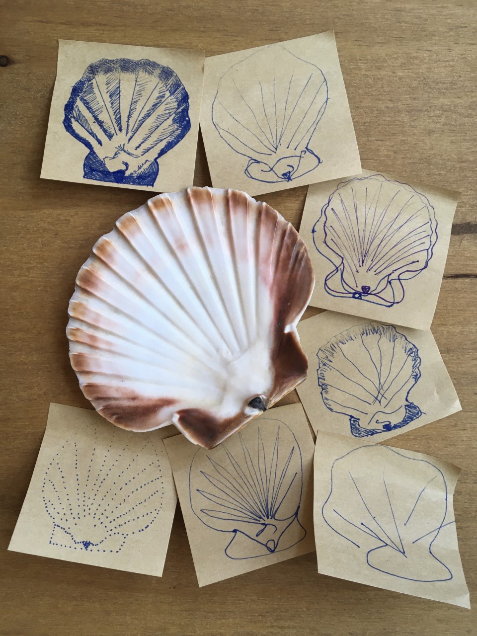A shell surrounded by drawings of shells on post it notes