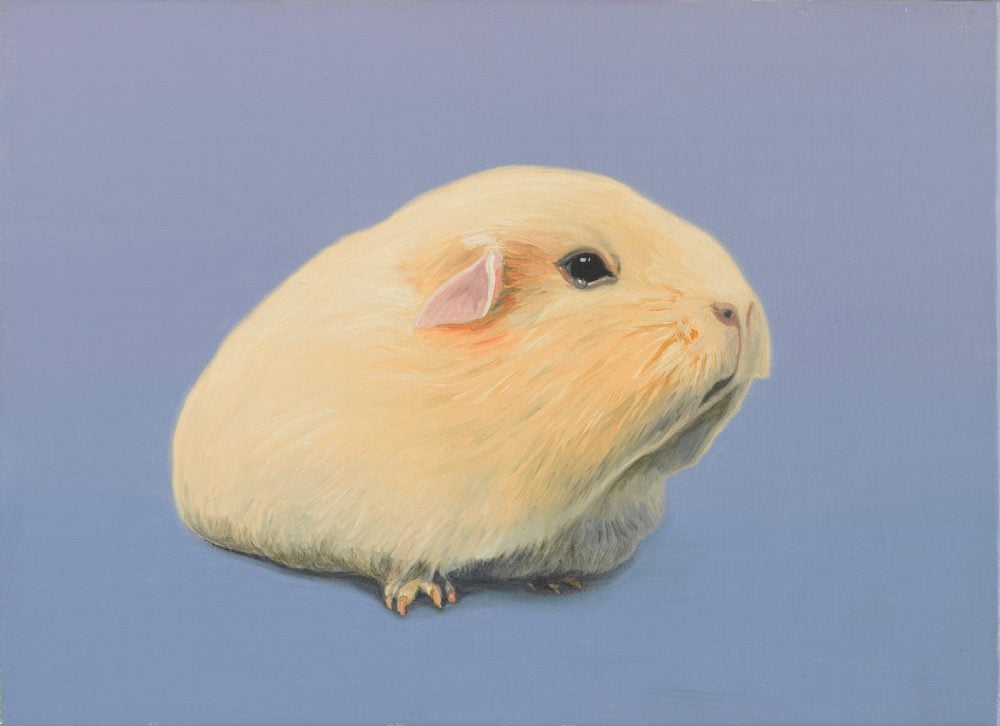 An oil painting of a cream coloured guinea pig against a lilac background