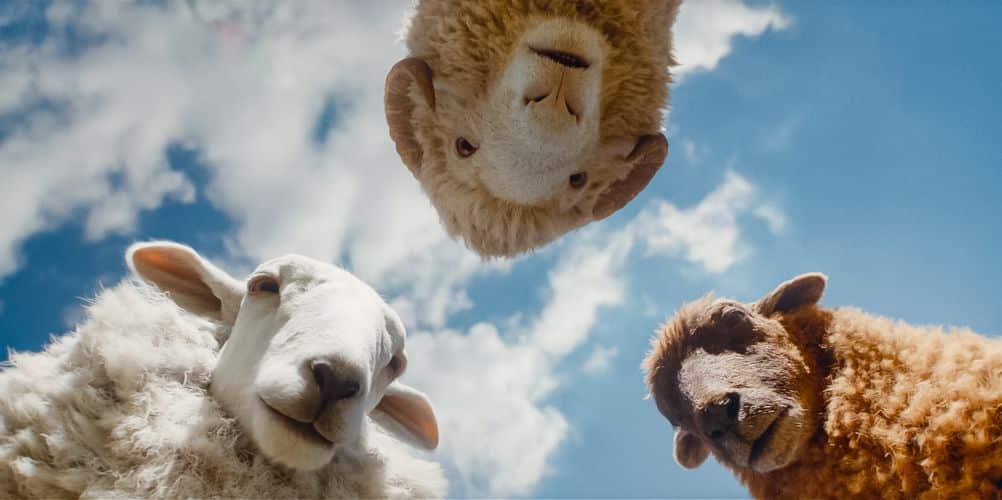 The Sheep Detectives (Relaxed)